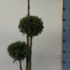 Thuja occidentalis Smaragd Multibol 29 cm