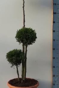 Thuja occidentalis Smaragd Multibol 29 cm