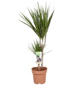 Dracaena Marginata 2 stam - Dragetre 17 cm