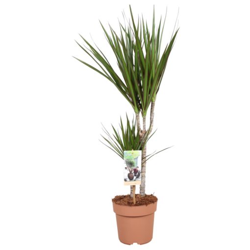 Dracaena Marginata 2 stam - Dragetre 17 cm