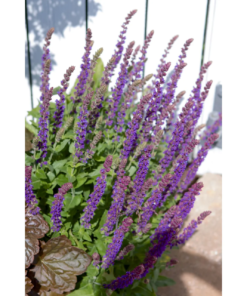 Salvia Nemorosa - Steppesalvie 19 cm