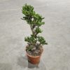 Crassula mix 23 cm