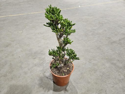 Crassula mix 23 cm