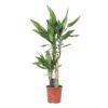 Dracaena Janet Lind  2 stam - Dragetre 17 cm