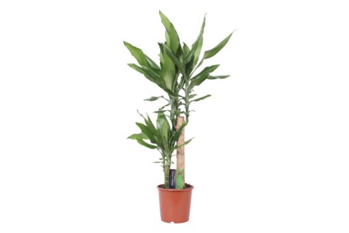 Dracaena Janet Lind  2 stam - Dragetre 17 cm