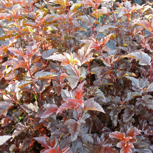 Physocarpus Lady in Red  Blærespirea 19 cm Oppstammet