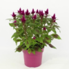 Celosia Deep purple - Fjørkam 19 cm