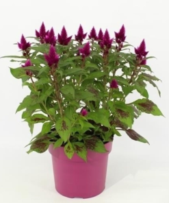 Celosia Deep purple - Fjørkam 19 cm
