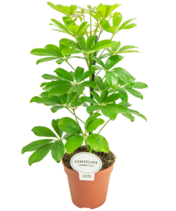 Schefflera - Paraplyplante Nora 13 cm