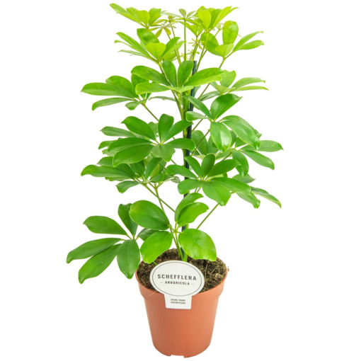 Schefflera - Paraplyplante Nora 13 cm