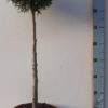 Thuja occidentalis Smaragd Oppstammet 29 cm