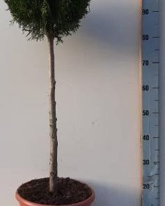 Thuja occidentalis Smaragd Oppstammet 29 cm
