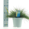 Festuca Glauca Intens Blue - Blåsvingel 17 cm