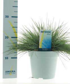 Festuca Glauca Intens Blue - Blåsvingel 17 cm