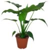 Alocasia Cucullata - Elefantøre 14 cm