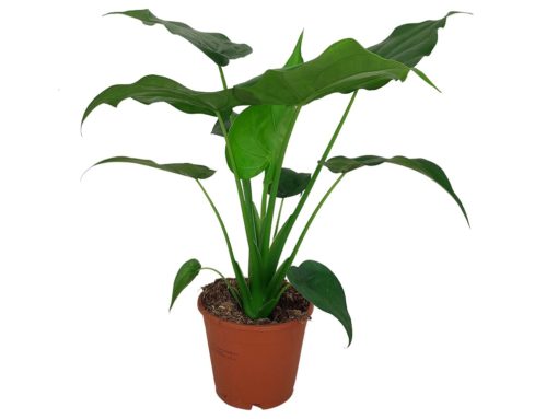 Alocasia Cucullata - Elefantøre 14 cm