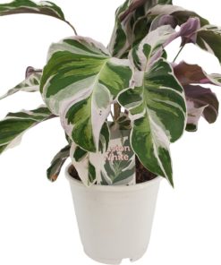 Calathea - Fiskebensplante White Fusion 14 cm