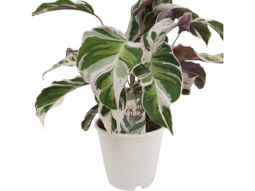 Calathea - Fiskebensplante White Fusion 14 cm