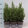 Picea Glauca Conica - Keglegran 15 cm