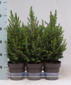 Picea Glauca Conica - Keglegran 15 cm