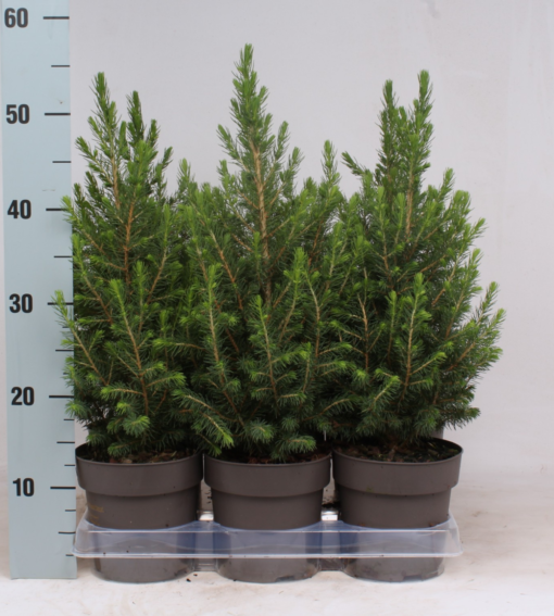 Picea Glauca Conica - Keglegran 15 cm