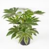 Fatsia Spider Web - Stuearalia 17 cm