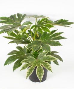 Fatsia Spider Web - Stuearalia 17 cm