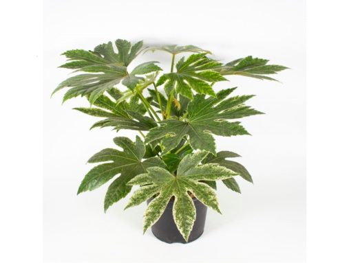 Fatsia Spider Web - Stuearalia 17 cm