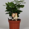 Coffea Arabica - Kaffeplante 12 cm