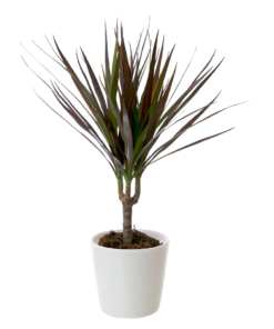 Dracaena Marginata 1 stam - Dragetre 12 cm