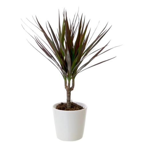 Dracaena Marginata 1 stam - Dragetre 12 cm