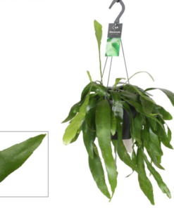 Epiphyllum anguliger - Fiskebensplante ampel 15 cm