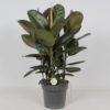 Ficus Robusta - Gummifiken 3 plant 27 cm