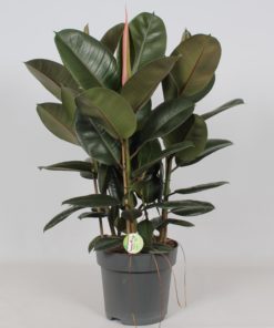 Ficus Robusta - Gummifiken 3 plant 27 cm