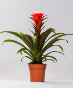 Guzmania - Tungejuvel Hope 12 cm