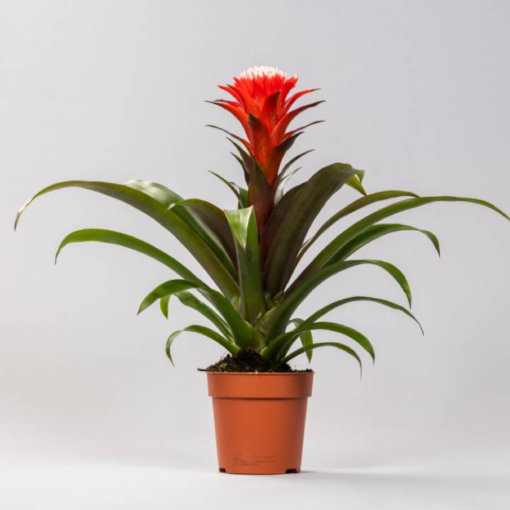 Guzmania - Tungejuvel Hope 12 cm