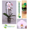 Orkide Phalaenopsis Waterfall 12 cm 2 grenet lilla