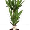 Yuccapalme 2 stam 17 cm