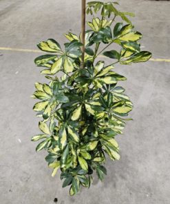 Schefflera - Paraplyplante Dalton 21 cm