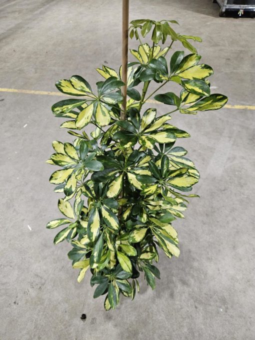 Schefflera - Paraplyplante Dalton 21 cm
