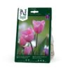 Tulipan,Darwinhybr, Pink Impression,rosa