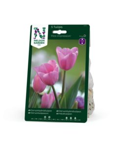 Tulipan,Darwinhybr, Pink Impression,rosa