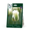 Tulipan, Vridifl. Spring Green