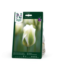 Tulipan, Vridifl. Spring Green