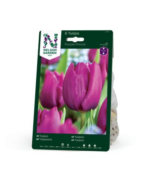 Tulipan, Sen Enkelbl, Purple Prince