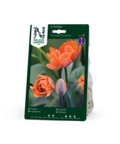 Tulipan, Sen Dobbel, 'Orange Princess'