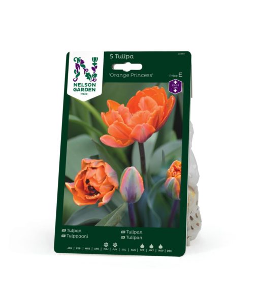 Tulipan, Sen Dobbel, 'Orange Princess'