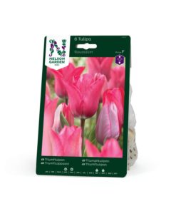 Tulipan, Triumf, Roussilion, rosa