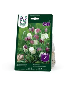 Rutelilje, Fritillaria meleagris, mix