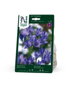 Triteleia, Koningin Fabiola, blå